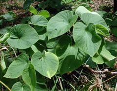 فلفل استرالیایی / کاواکاوا